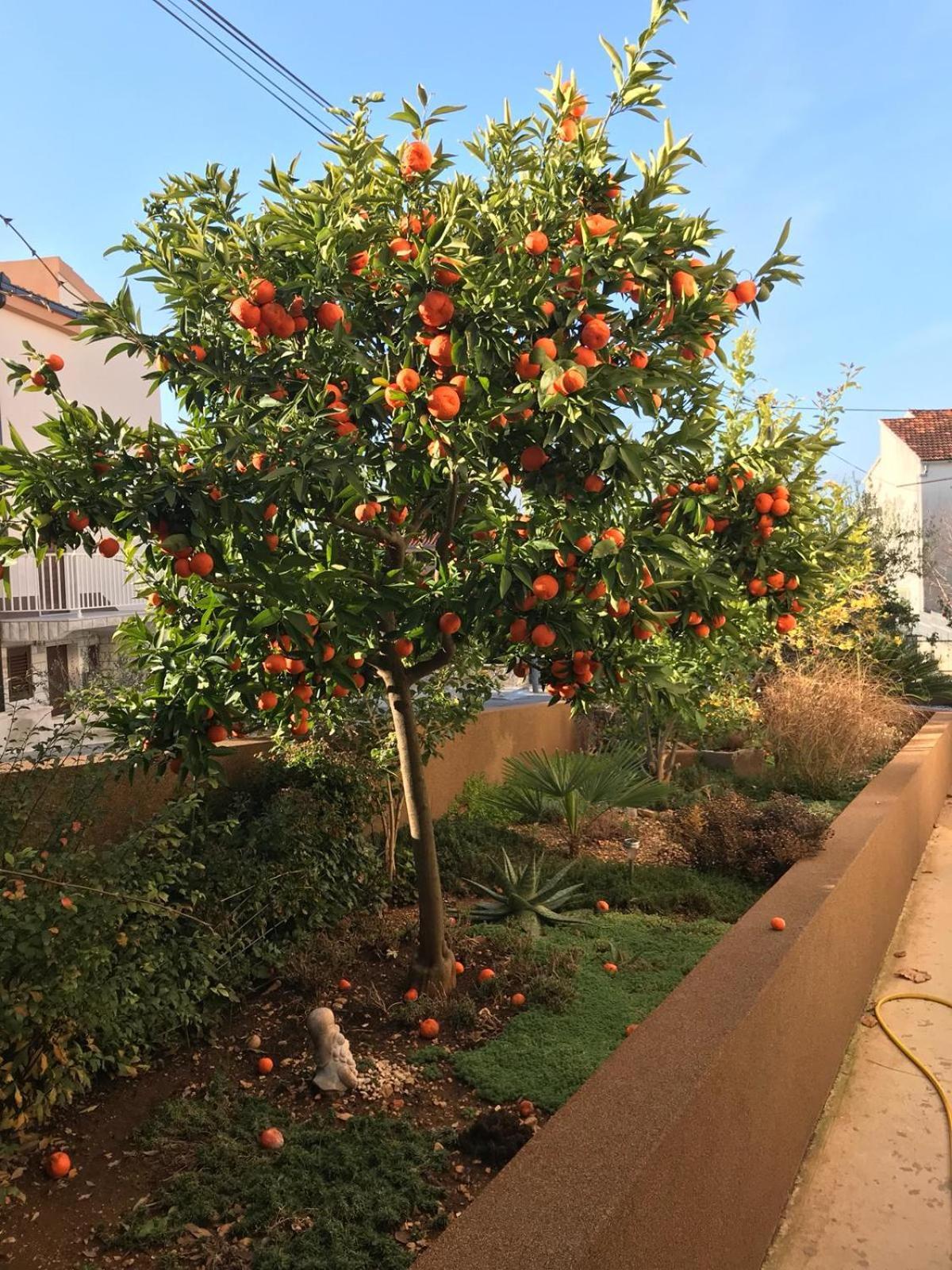 Villa Bozana Trogir Exteriör bild